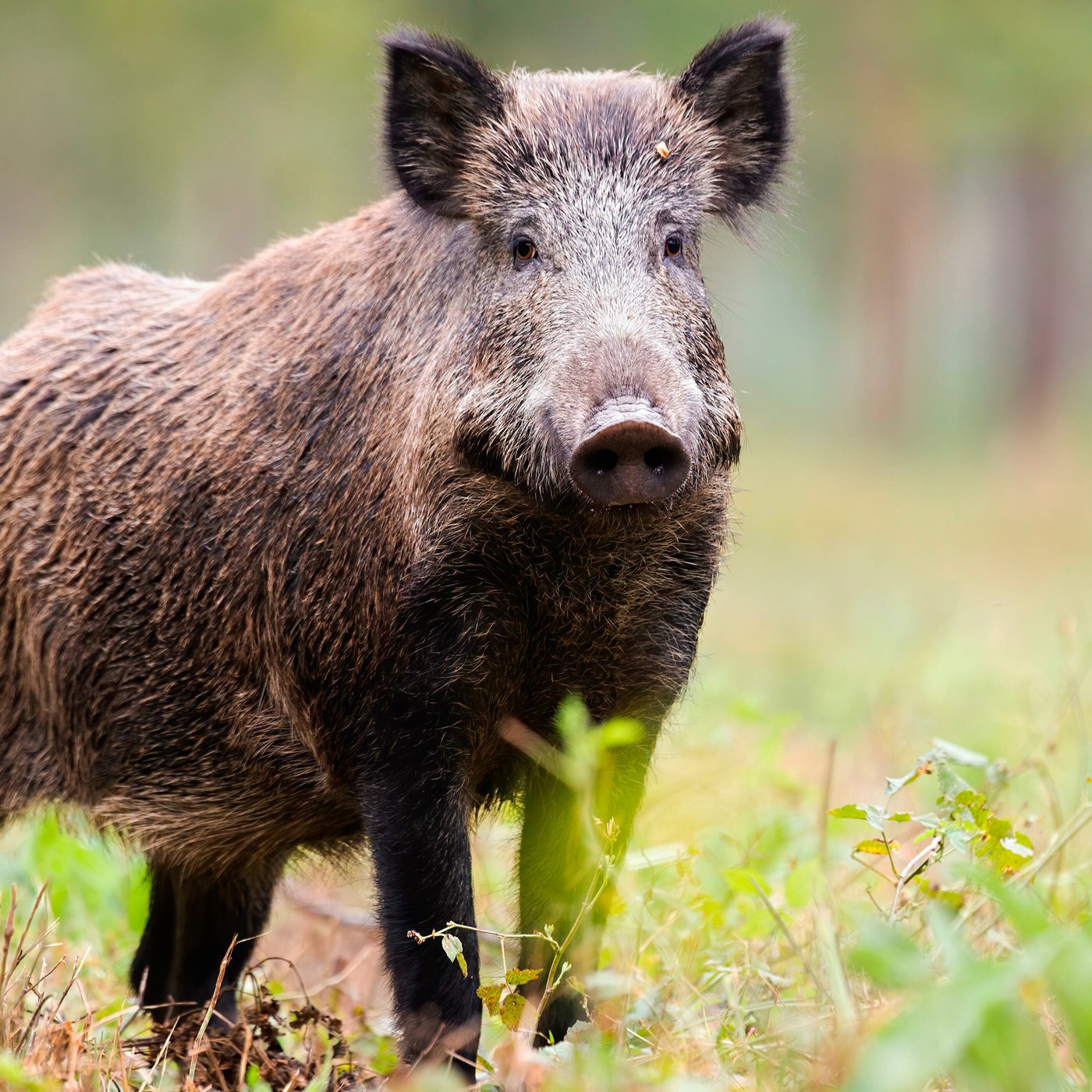 wildschwein